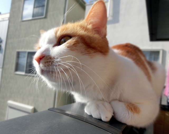 猫同士でおしりを嗅ぐのはナゼ？体調不良を見抜けるって本当？