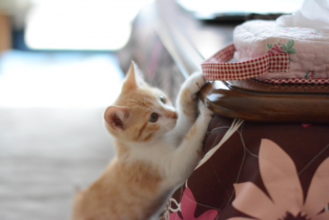 猫がイタズラする時の気持ちと、イタズラ対処法について