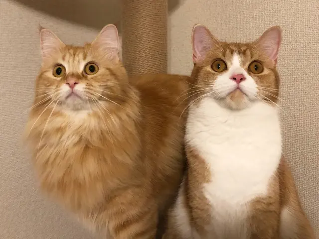 猫は毛の長さによって性格が異なるって本当？長毛種と短毛種の違い