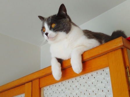 高い場所から降りられない猫。どうしてそこまで登ったの?