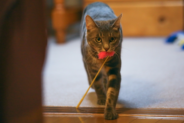 猫の満足感や達成感を最大限にする遊び方とは?