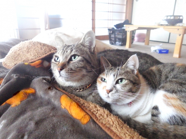 オス猫とメス猫に見られる特徴の違いとは？見た目や性格、触り心地などについて