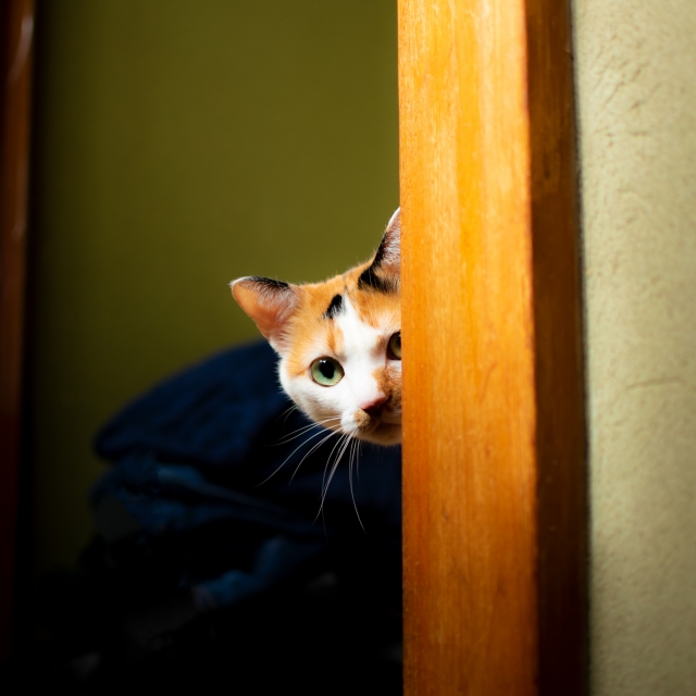 猫と目を合わせるとなかなか仲良くなれないってホント？