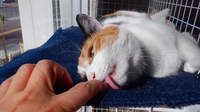 猫が手や顔を舐めてくる理由は？舐められるとザラザラ痛いのはどうしてなのか