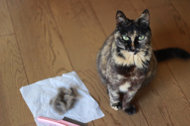 秋は猫の抜け毛が増える季節！抜け毛対策と効果的なお掃除方法とは？