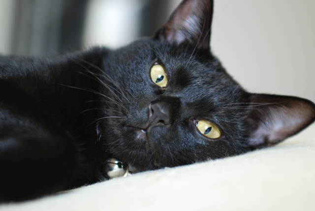 黒猫はどんな猫？迷信はどこから？SNS映えする撮り方についてもご紹介！