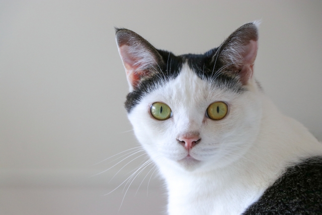 猫は家族の足音を聞き分けている！驚くべき猫の聴力について