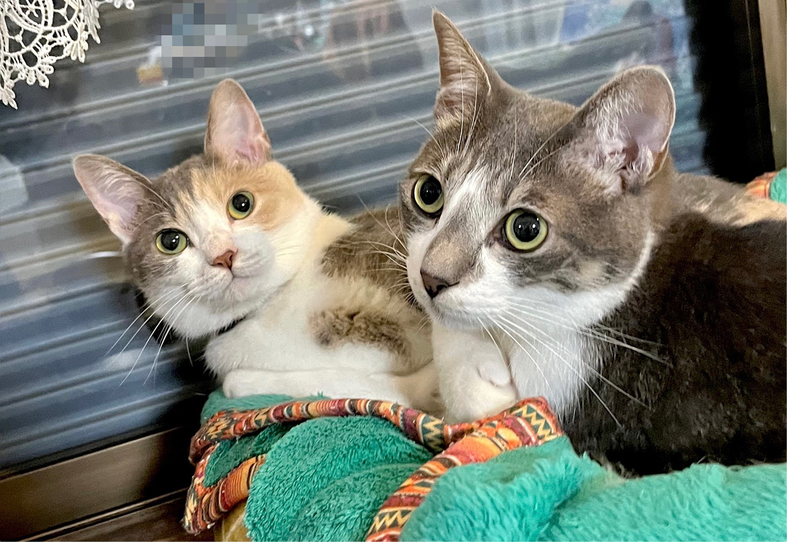 猫の爪切りをしに動物病院に行ってきました!それまでの経緯と、これからについて。
