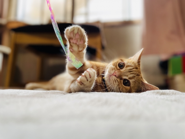 猫のおもちゃには誤飲の危険があります！安全に使うためのルールとは？