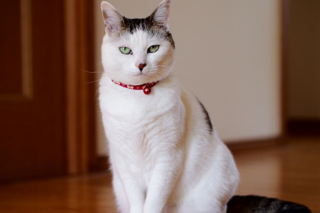 なんだかいつもと違うかも？分かりづらい猫の体調不良サインにいち早く気付こう！
