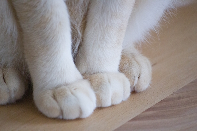 肉球の色はピンクだけじゃない！猫によって異なる肉球の魅力