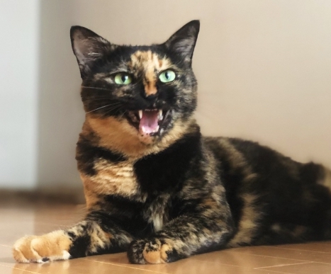 猫は鳴き声を人間にしか使わない!猫同士のコミュニケーション方法とは