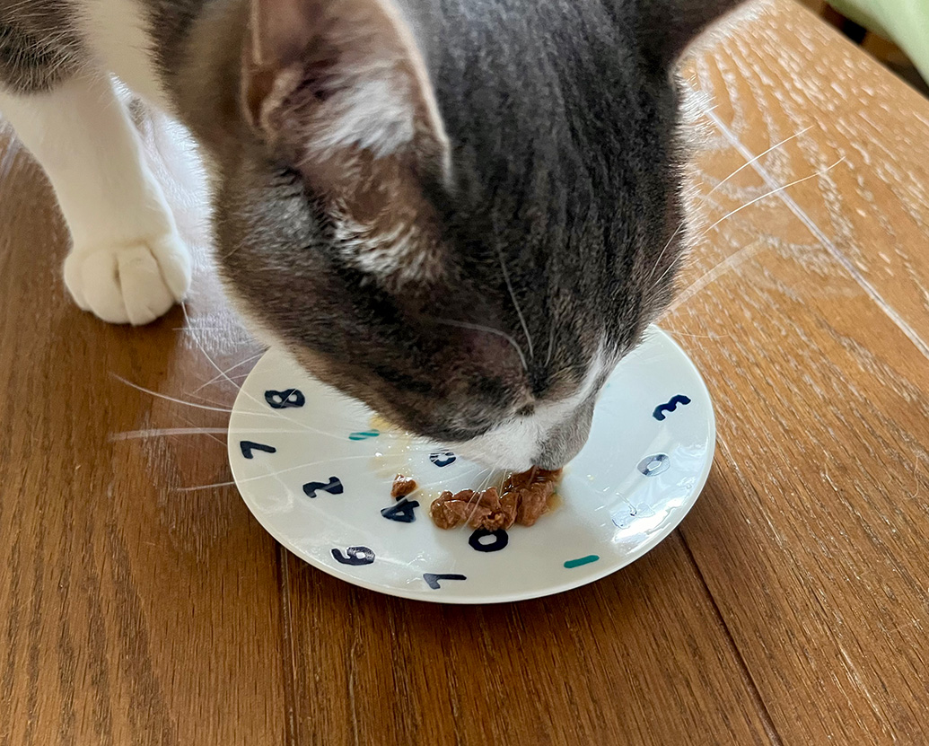 猫に嫌がられずにお薬を飲んでもらう方法(条件あり)