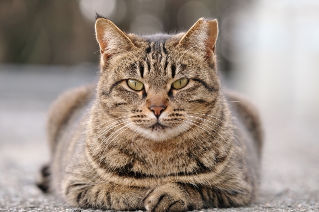 キジトラは猫の中で最も祖先に近い?名前の由来や性格についてもご紹介