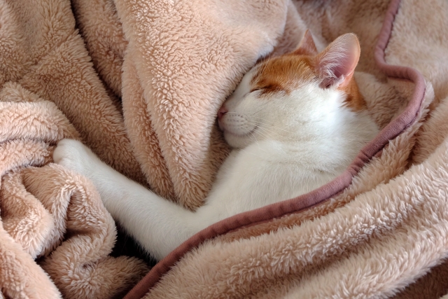 猫は何故ふわふわ・もこもこ素材が大好きなのか。注意点もあり?