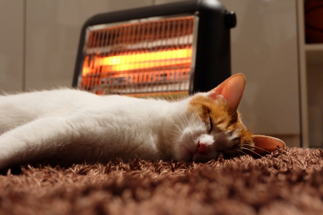 【秋冬】猫と暮らすお部屋の乾燥対策。加湿器の注意点や濡れタオル活用法をご紹介