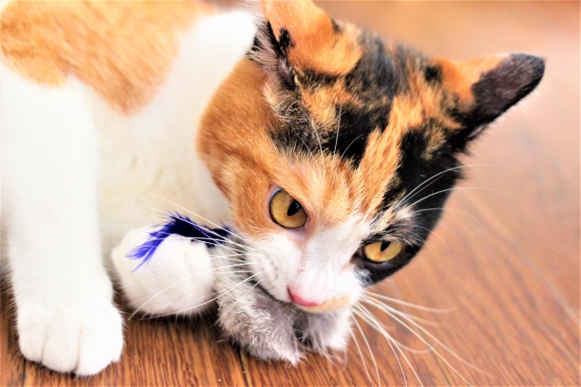 愛猫が飼い主におみやげ（獲物）を届ける理由と対応の仕方
