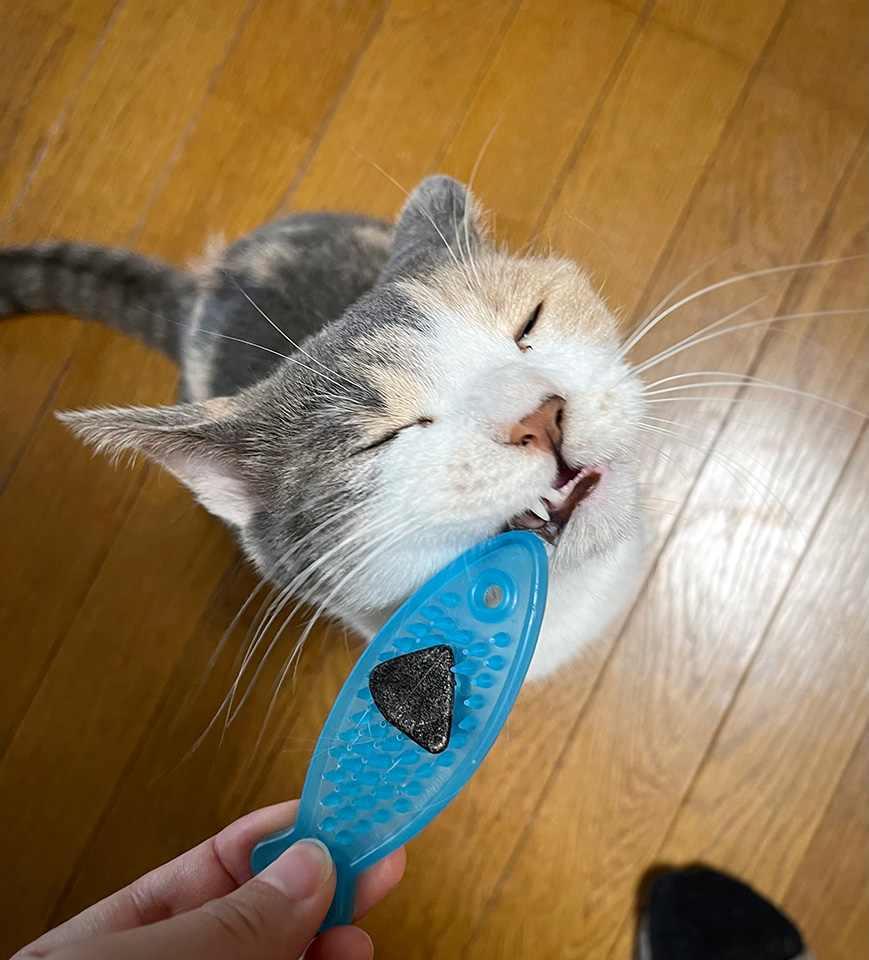【歯のお手入れ】「じゃれ猫マタタビぐねぐねデンタル」を使ってみた!うちの子たちの反応は…?