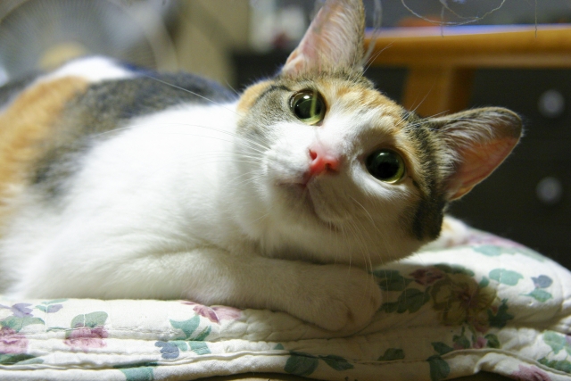 猫はかまってアピールの達人？飼い主にかまって欲しい時の猫の行動パターン