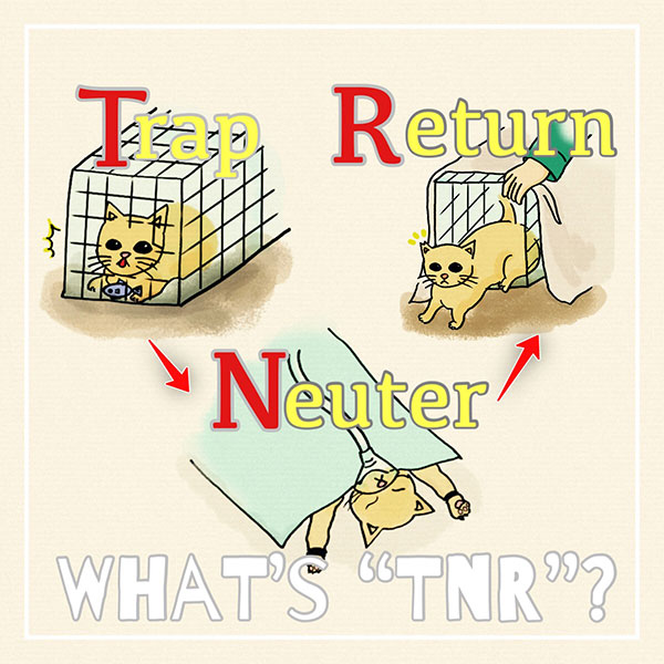 知っておきたい！『TNR活動』と助成制度