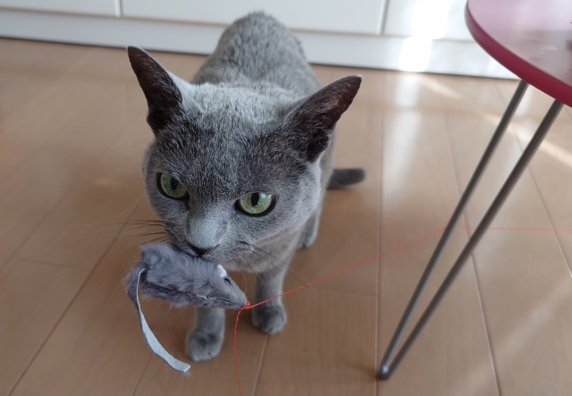 遊び方には個性がある!愛猫がどんなおもちゃ(獲物)を好きなのか想像しながら遊んでみよう