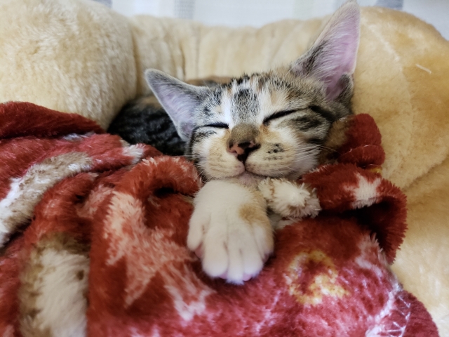 冬は飼い主にとって最高の季節！寒い時期に起こる猫の嬉しい変化とは…？