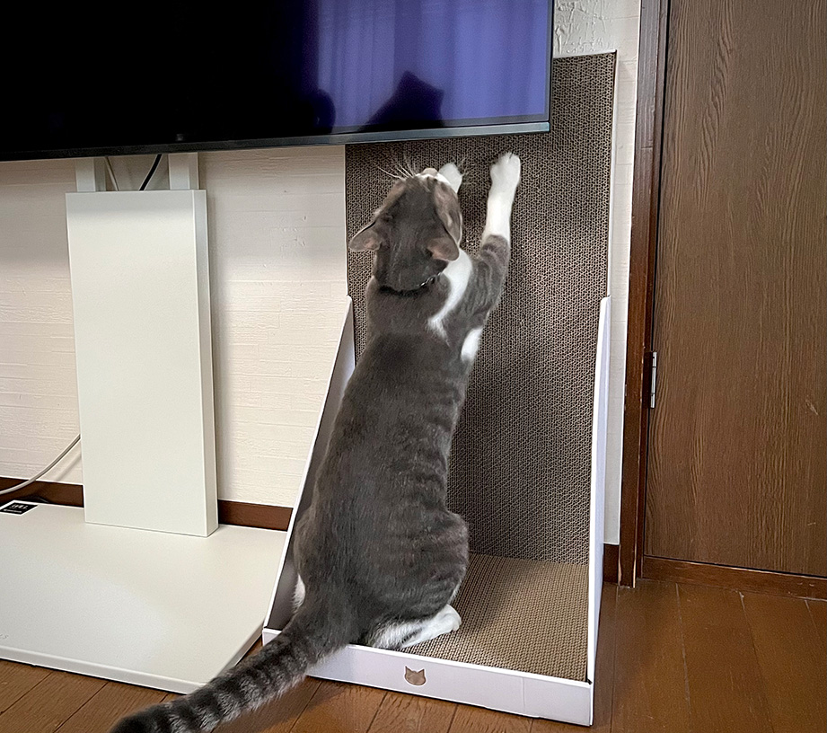 壁への爪とぎを防ぎながら猫の欲求まで満たしてしまう猫壱「バリバリボード」を購入してみました！