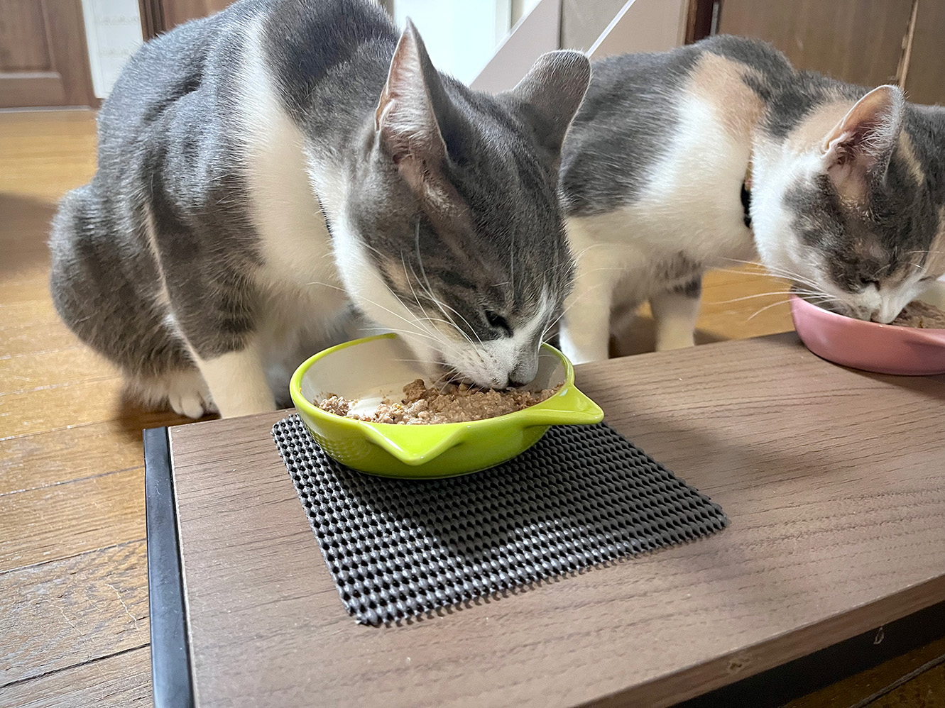 猫の食器が滑る問題はDAISOグッズでさくっと解決しよう！