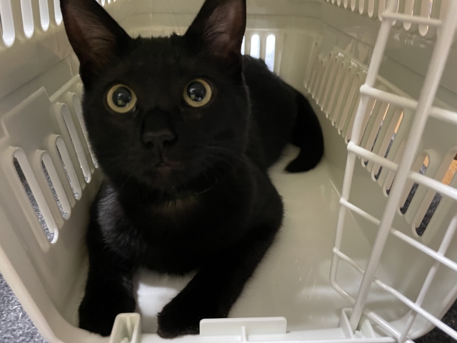 苦手な動物病院、愛猫の負担をなるべく減らしたい！飼い主が出来ることとは？