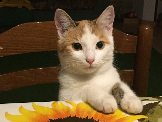 猫に危険な食べ物とは？危険なものは放置しないで。
