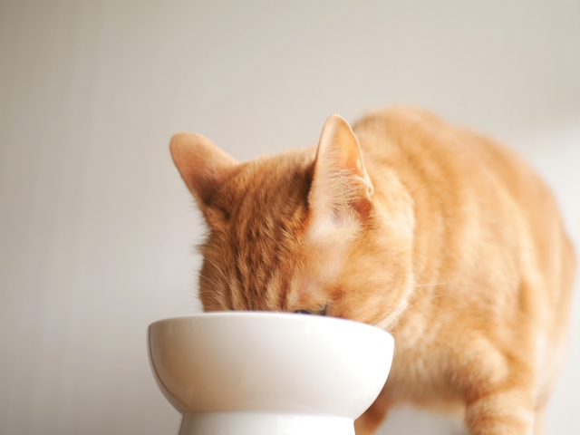 猫のフードには種類がある？ドライフードとウエットフードの違いは？