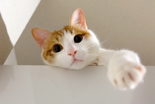 猫が机や棚から物を落とすのはナゼ？飼い主への「ある思い」とは。