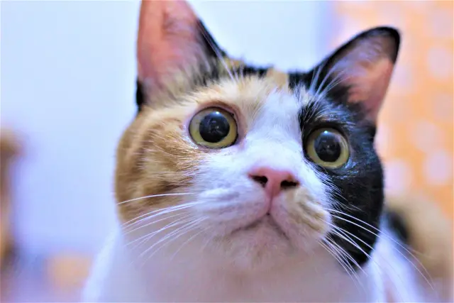 みんな大好き、三毛猫のひみつ。毛色や性別、遺伝子の謎についてご紹介