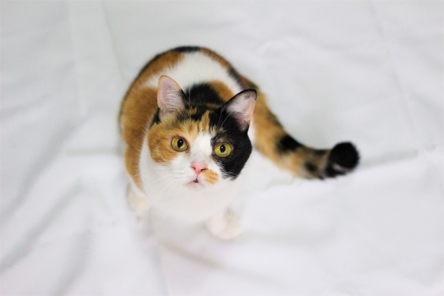 幽霊を見ているの？！猫が何もないところをジーッと見ている時のナゾ