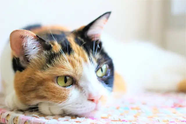 九州大、三毛猫の毛色遺伝子発見 黒と茶判明で、120年の謎解く