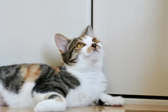 三毛猫柄のルームウェア しまおうとすると？「かくれみの術だ