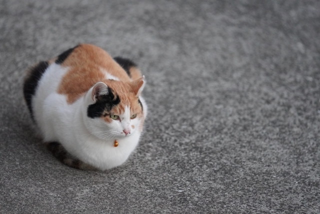 日本の無毛の猫 みんな大好き、三毛猫のひみつ。毛色や性別、遺伝子の謎についてご紹介。｜ペットdeペット