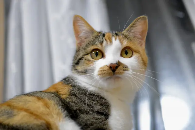 三毛猫 みんな大好き、三毛猫のひみつ。毛色や性別、遺伝子の謎についてご紹介