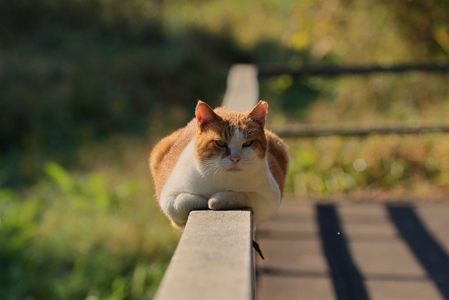 室内飼いが推奨される理由。少し前まで放し飼いが多かったのに何故？
