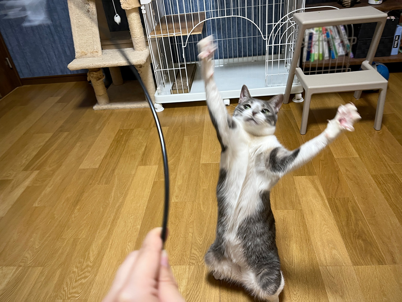 『レザー猫じゃらし』は疲れず楽に遊べる♪猫たちの興奮度合いも凄まじかった！