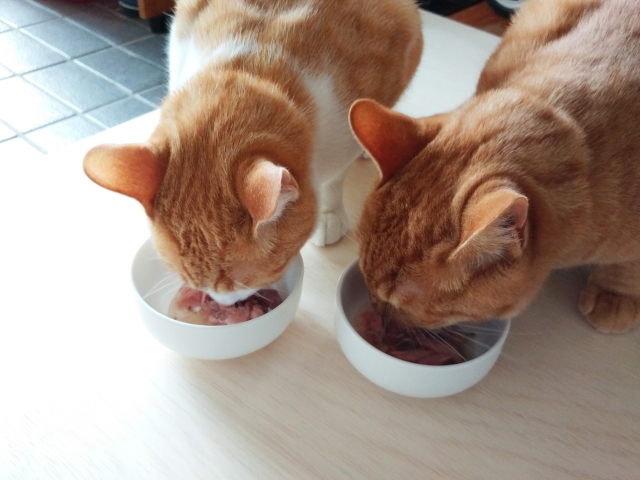 猫のフードが年齢ごとに異なる理由は？多頭飼いの際の注意点もご紹介