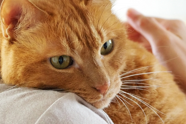 猫が安心できる抱っこの手順。抱っこが苦手な子にはどうする？