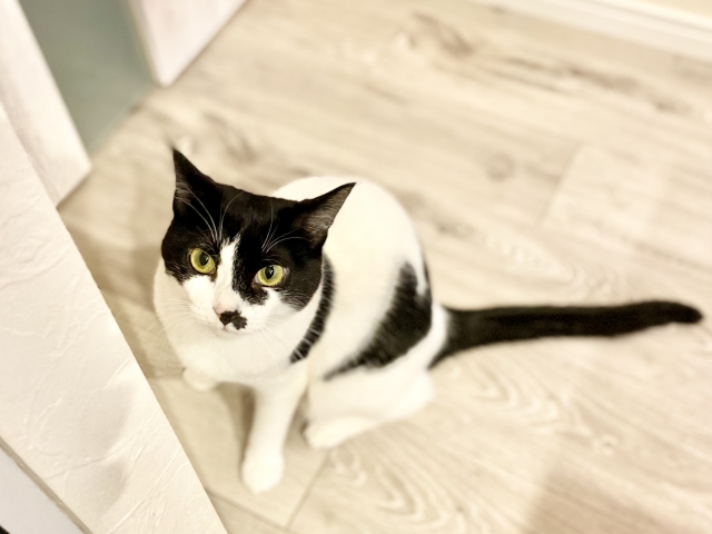 完全室内飼いの愛猫への避妊・去勢手術はどうする？推奨される理由は？