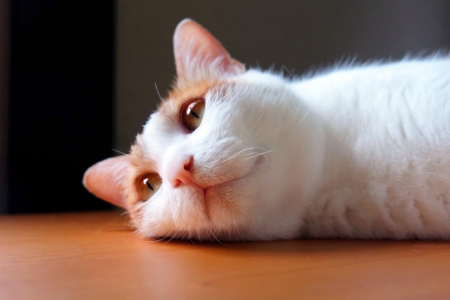 猫の癒やす力はスゴイ。驚くべき健康効果と、高齢者との関わりについて。