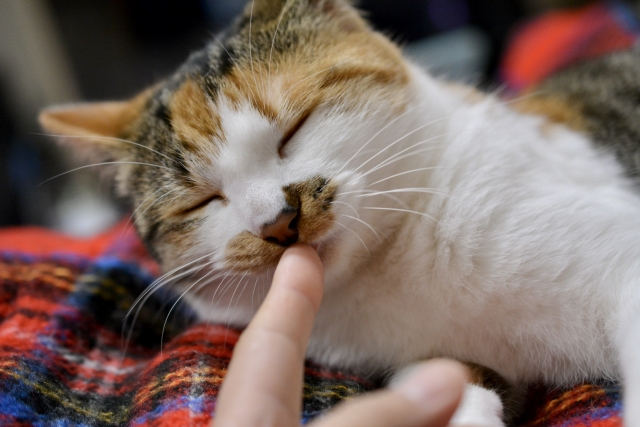 恥ずかしくて人に知られたくない！猫の飼い主あるある5選♪